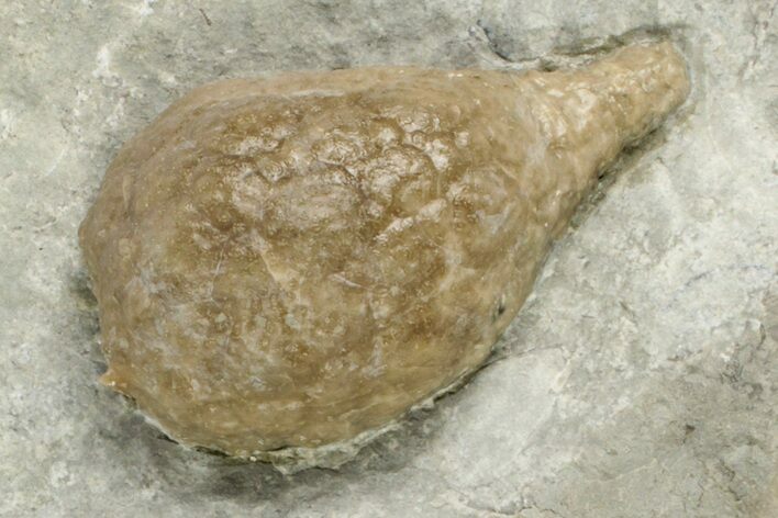 Cystoid (Holocystites) Fossil - Indiana #190998